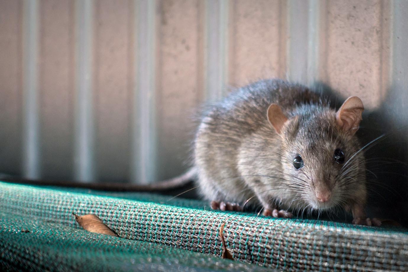 Rato tem mais bom senso do que IA, diz especialista