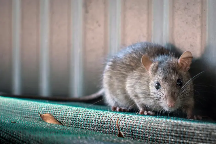Rato: animal teria mais discernimento do que sistemas de IA, diz pesquisador (Francisco Martins/Thinkstock)