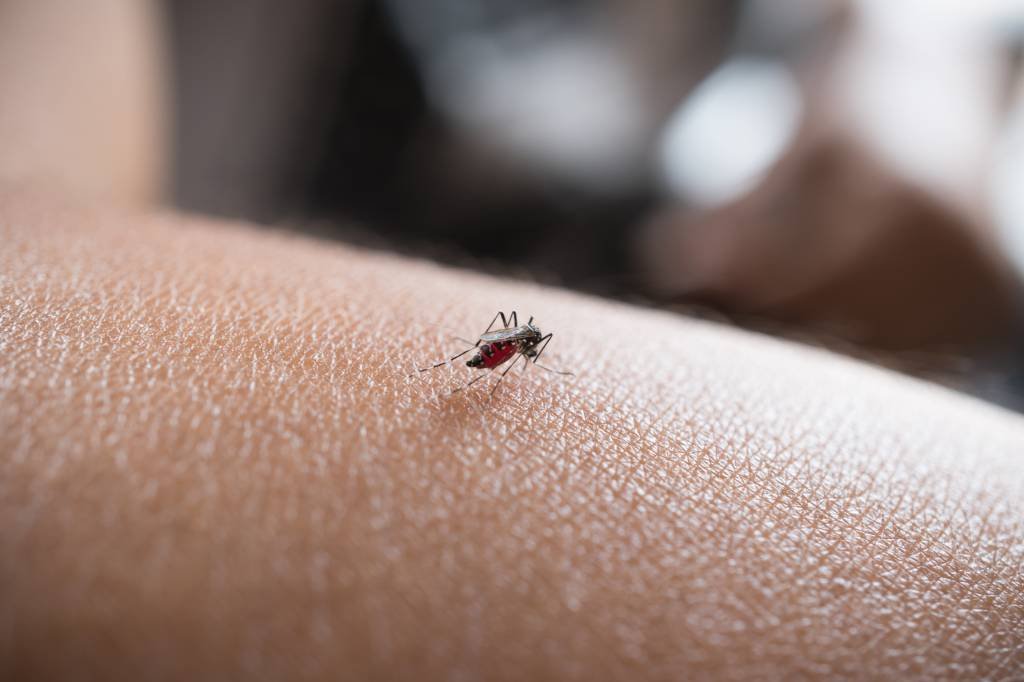 Chikungunya pode ter nova epidemia em dois anos, alertam pesquisadores