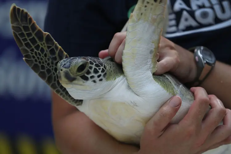 Tartarugas: o sexo destes animais é determinado pela temperatura de incubação dos ovos (Joe Raedle/Getty Images)