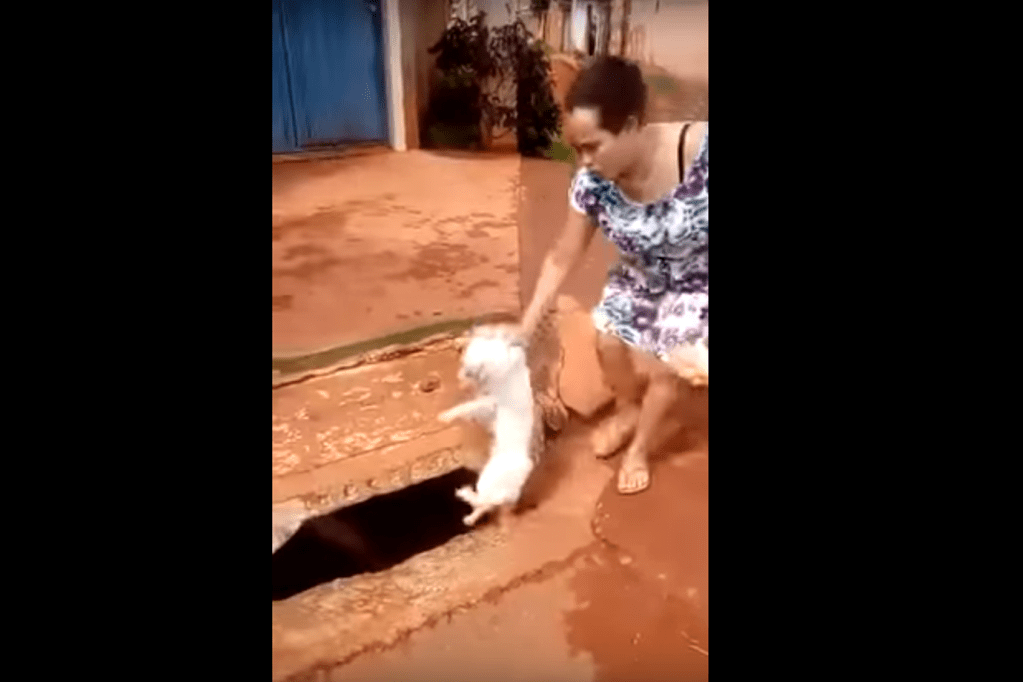 Mulher joga cachorro em bueiro em Goiás e causa revolta