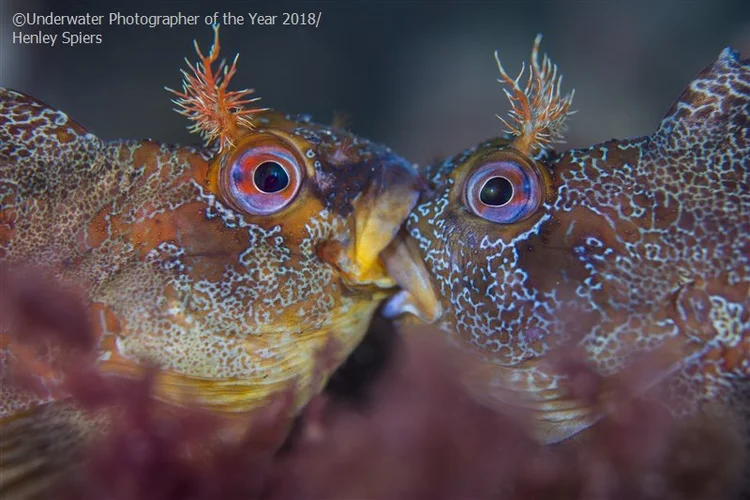 Melhor na categoria "Macro britânica": Battle of the Tompots, por Henley Spiers. (Henley Spiers./ UPY 2018/Divulgação)