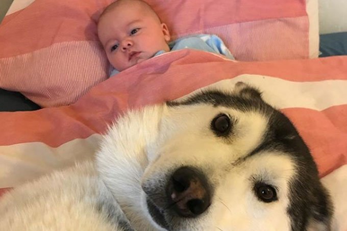 Amizade entre huskies e recém-nascido ganha a internet