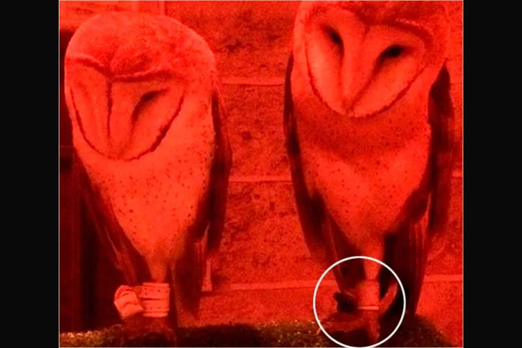 Polêmica: corujas amarradas para fotos em exposição sobre universo de Harry  Potter em shopping de SP. (Instagram/ Luisa Mell/Reprodução)