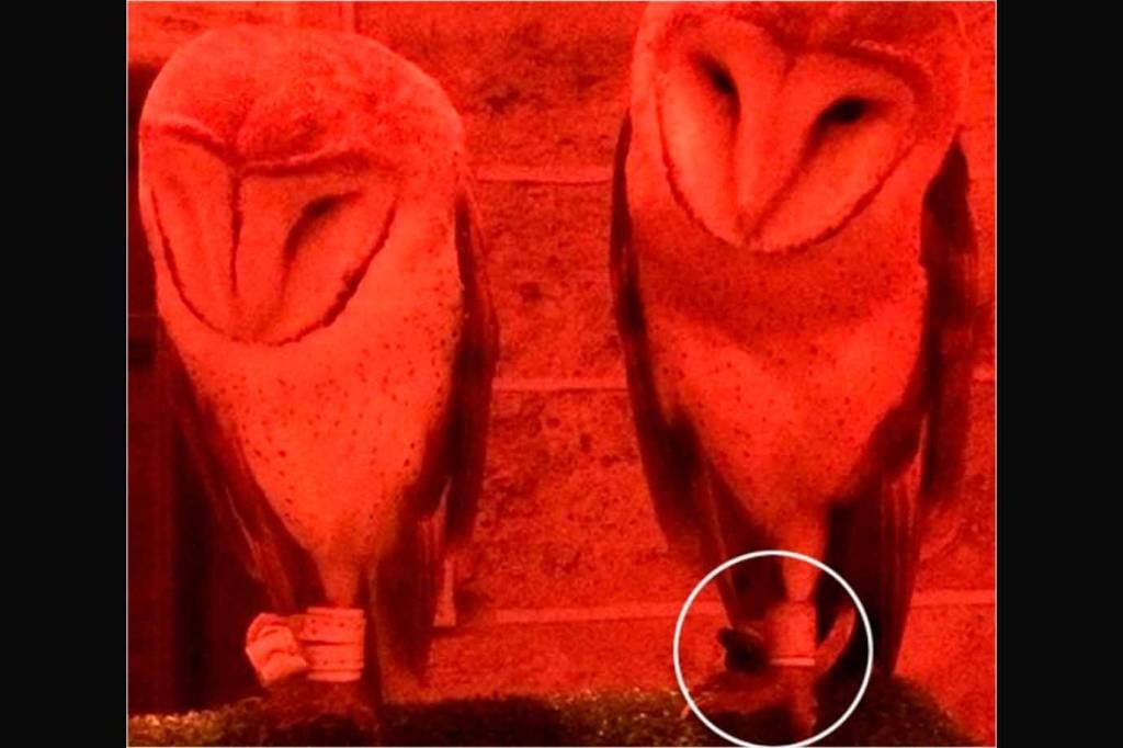 Mostra de Harry Potter com corujas amarradas gera polêmica em SP