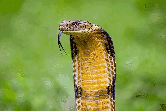 Existe uma serpente no mundo que cresce 0,5 cm por segundo, a cada 200  segundos