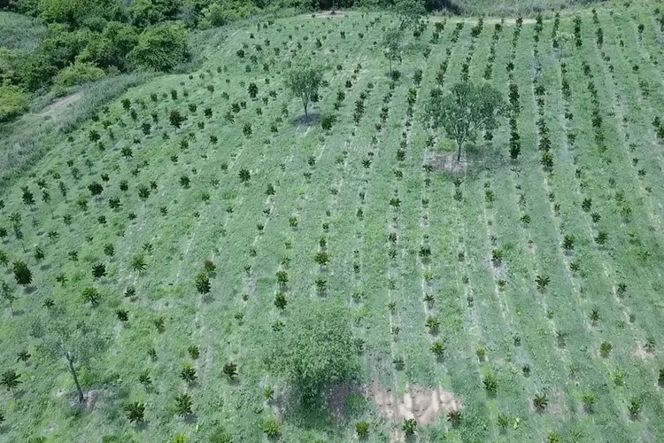 Plantação de mogno africano da Radix, em Minas Gerais  (Diego Schueng/Radix/Divulgação)