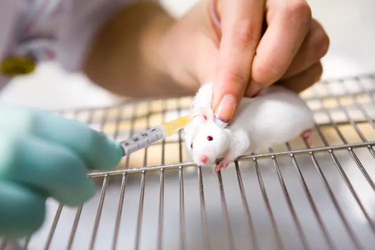 Rato: vacina testada em animal combate câncer com alta eficácia (vkovalcik/Thinkstock)