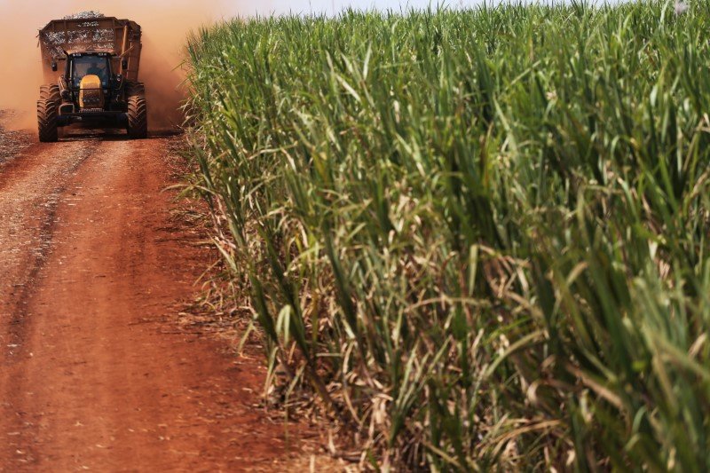 Açúcar: safra vigente de cana do centro-sul deve cair para 560 milhões a 570 milhões de toneladas (Nacho Doce/Reuters)
