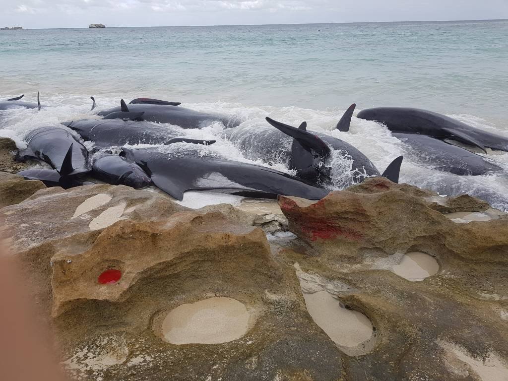 Só 6 das mais de 150 baleias encalhadas em praia australiana sobrevivem