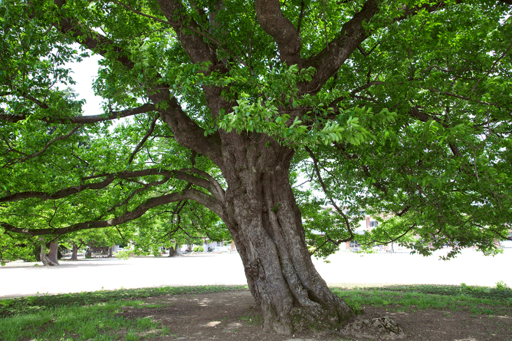 Cientistas criam árvore genealógica com 13 milhões de pessoas