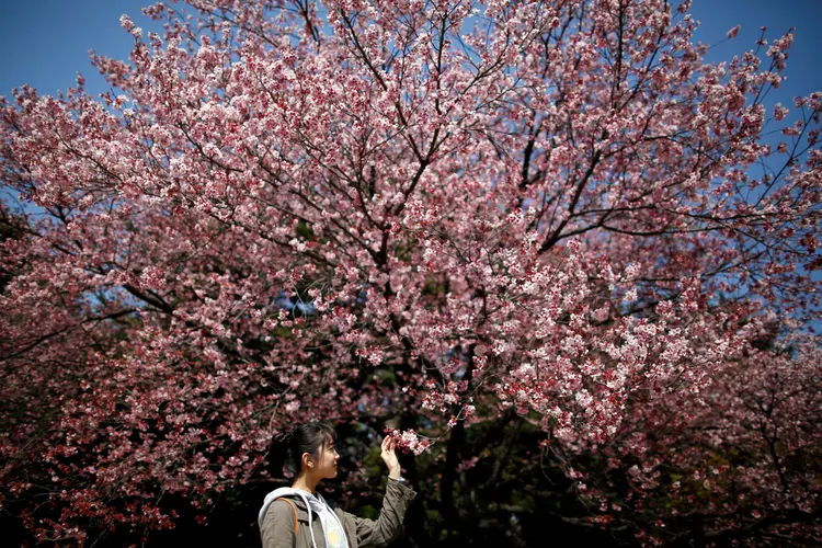 Cerejeiras em flor no Japão (/Issei Kato/Reuters)
