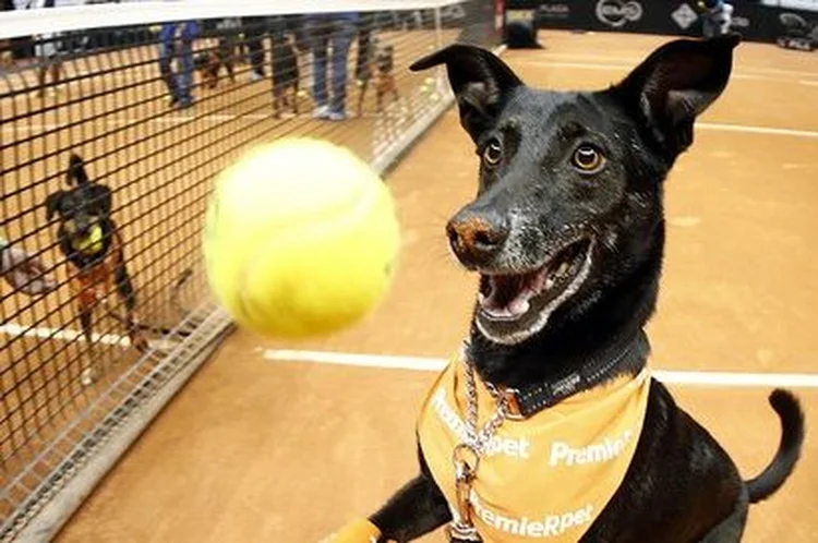 Cachorrinhos atuando como gandulas no Brasil Open de Tênis (Brasil Open de Tênis/Divulgação)