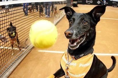 Cães abandonados voltam a ser gandulas no Brasil Open