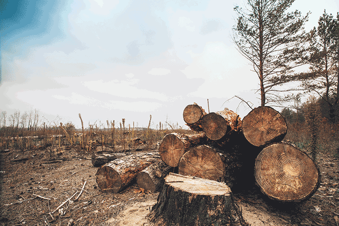 Atividades humanas já danificaram 75% da superfície terrestre