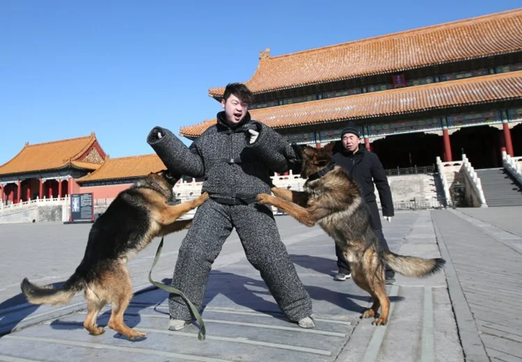 TREINAMENTO COM CACHORROS EM PEQUIM: primeira espécie a ser domesticada pelo homem, mesmo antes da agricultura / Jason Lee/ Reuters