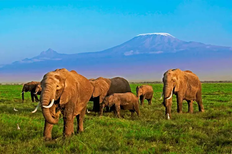 Elefantes africanos:  (Martin Harvey/ WWF/Divulgação)