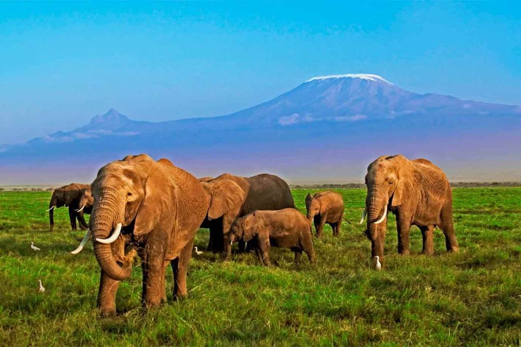 Manada de elefantes voa 7 mil km para voltar ao seu habitat natural
