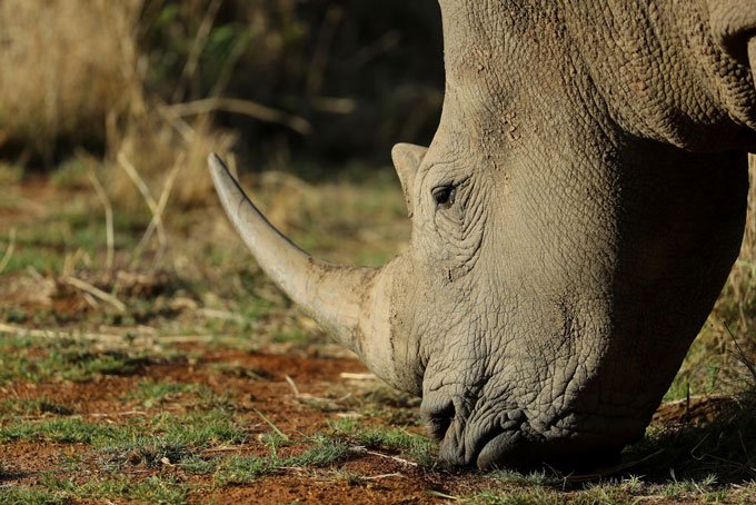 Malásia apreende chifres de rinoceronte no valor de U$12 milhões