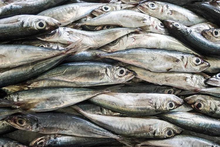 Pescados "falsos": 29 de 133 unidades analisadas tiveram embalagens com produtos em não conformidade (Octavio Passos/Getty Images)