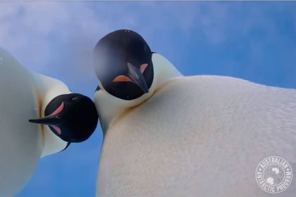 Os melhores 38 segundos do seu dia serão com estes pinguins