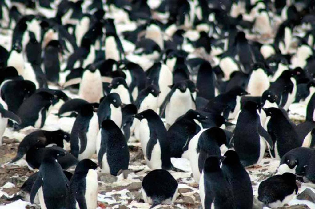 Megacolônia com mais de 1,5 milhão de pinguins é descoberta