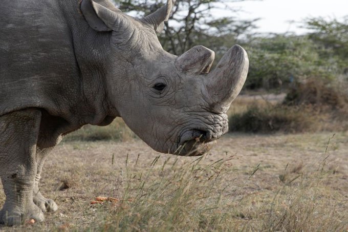 Morre último rinoceronte-branco do norte macho do mundo