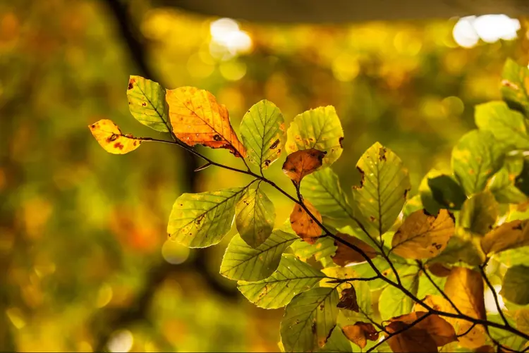 Outono: estação do ano é caracterizada pelo clima ameno e queda das folhas (Wavebreakmedia Ltd/ Thinkstock/Thinkstock)