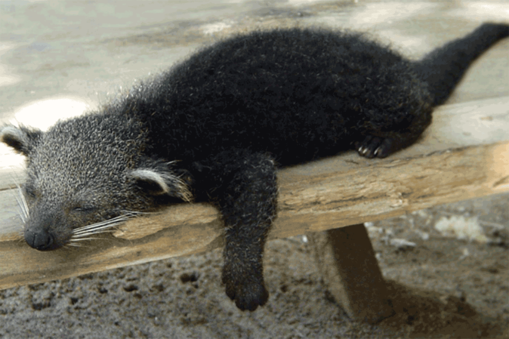 Este bicho tem cheiro de pipoca com manteiga