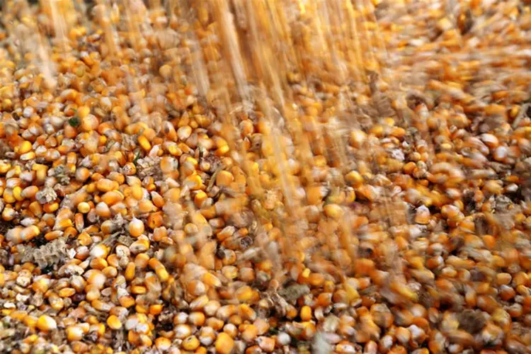 Milho: Paraná continua atrasado ante os 70 por cento de colheita há um ano (Stringer/Reuters)