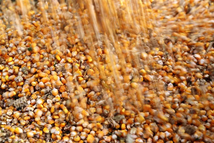 Grãos de milho são vistos em uma colheitadeira de milho em uma fazenda (Stringer/Reuters)