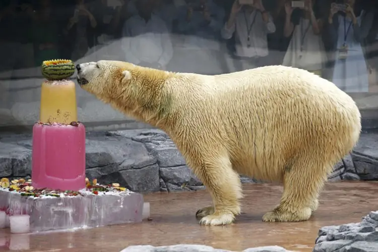 Urso polar: Singapura lamentou nesta quarta-feira a morte do primeiro urso polar nascido e criado na ilha tropical (Edgar Su/Reuters)