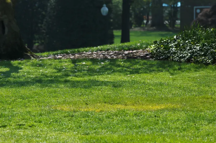 Mancha amarela na grama indica local onde estava plantada árvore do presidente francês Emmanuel Macron na Casa Branca, dia 28/04/2018 (Yuri Gripas/Reuters)