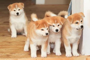 Imagem referente à matéria: Essa empresa nos EUA é especializada na clonagem de cachorros — e gera polêmica