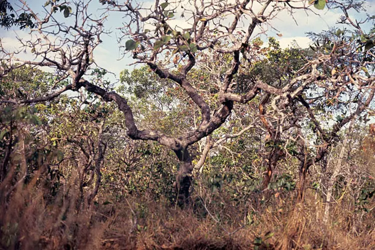 Cerrado: desmatamento da área, que cobre 25 por cento do território brasileiro, voltou a crescer em 2017 após acentuada queda em 2016 (Lena Trindade/Brazil Photos/LightRocket/Getty Images)