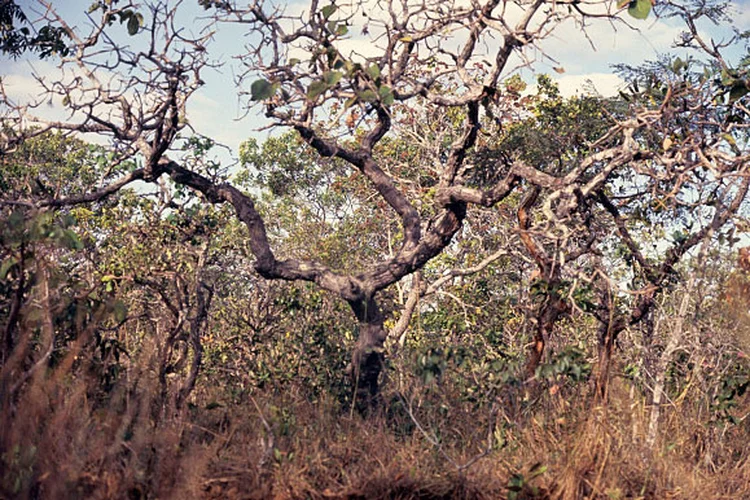 Vegetação de cerrado brasileiro (Lena Trindade/Brazil Photos/LightRocket/Getty Images)