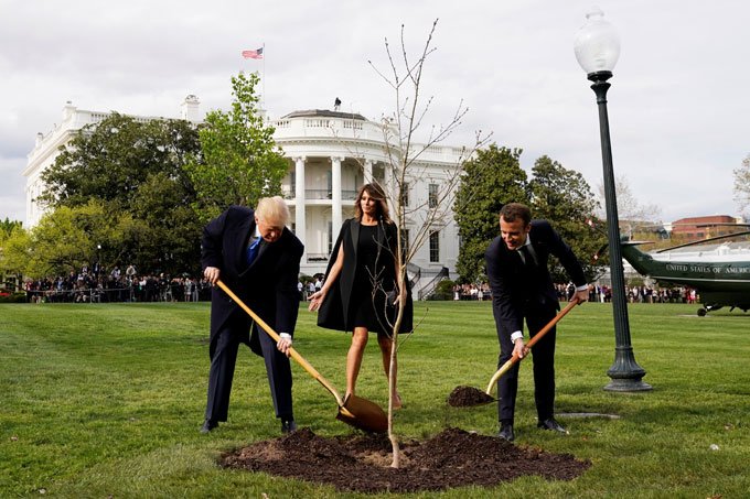Árvore plantada por Trump e Macron na Casa Branca desaparece