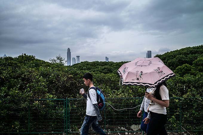 Floresta de mangue em Shenzhen: diversidade biológica melhora o valor dos sistemas ecológicos. (Lam Yik Fei / Stringer/Getty Images)