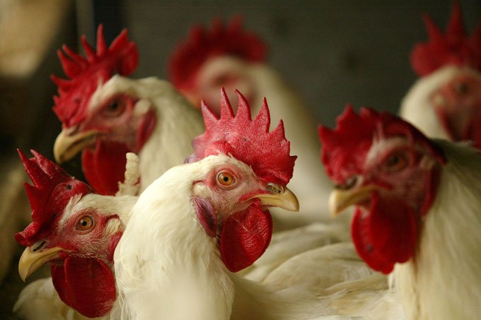Alemanha: casos de gripe aviária foram registrados em quatro países europeus (Getty Images/Dimas Ardian)