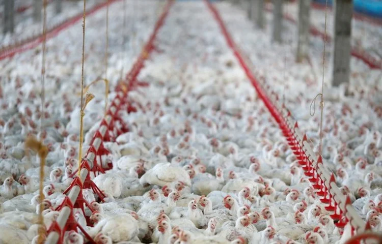 BRF: segundo a companhia, frango não pode ser considerado orgânico, pois o animal precisa ser alimentado com grãos de origem orgânica (Rodolfo Buhrer/Reuters)