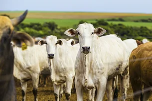 Minerva ganha aval para ampliar exportação de carne bovina à Indonésia