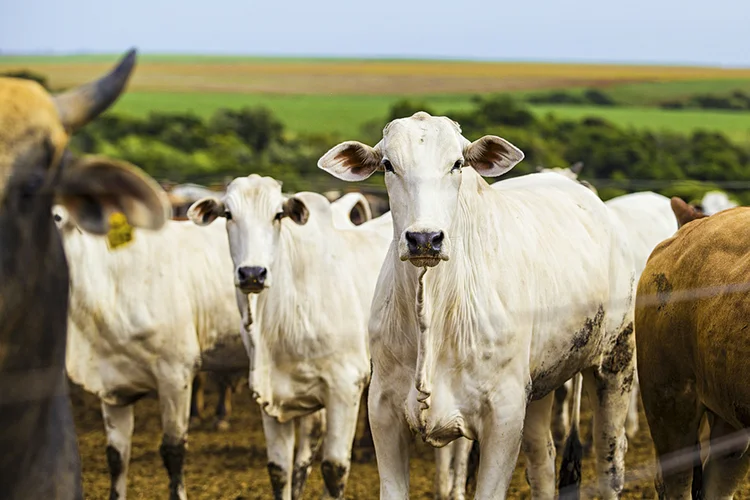 O Brasil tem o maior rebanho bovino comercial do mundo, com 213 milhões de cabeças de gado de 2,6 milhões de produtores (Ernesto Reghran/Pulsar Imagens/Divulgação)