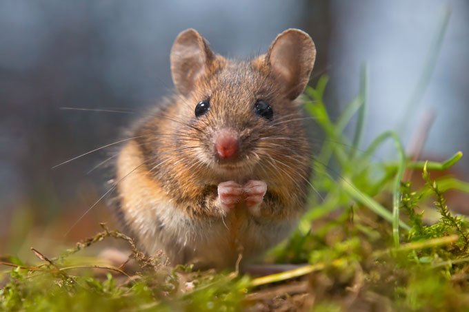 Policiais na Argentina culpam ratos por sumiço de 540 kg de maconha