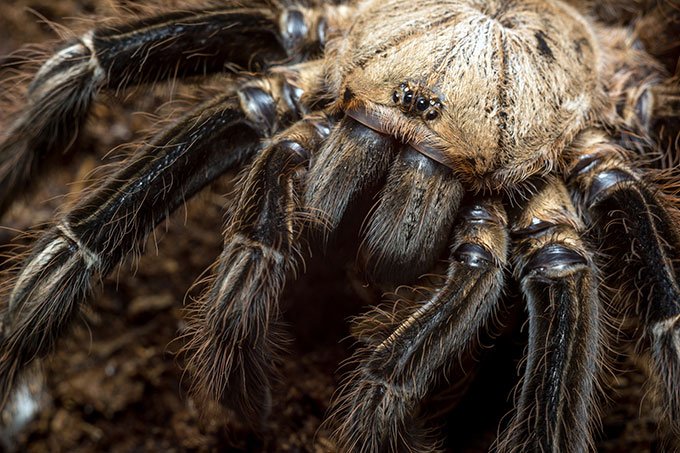 Hambúrguer com tarântula entra no cardápio de restaurante americano