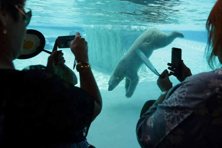 Inuka: o sacrifício do urso polar está sendo estudo por veterinários do zoológico de Singapura (Suhaimi Abdullah/Getty Images)