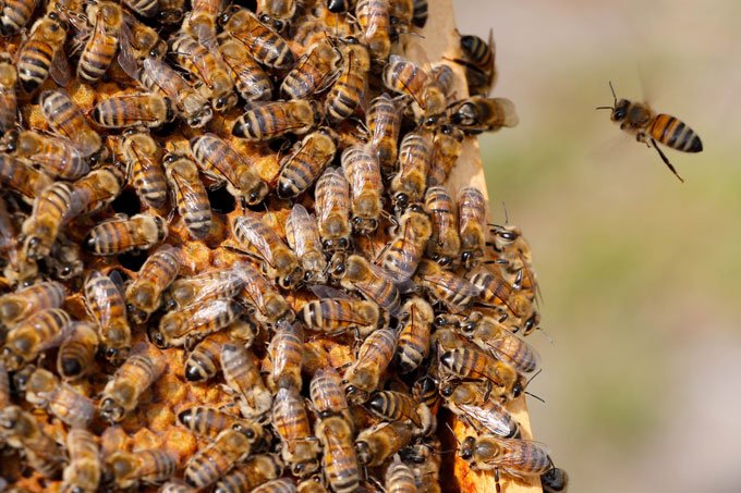 Tribunal da UE mantém veto a inseticidas para proteger abelhas