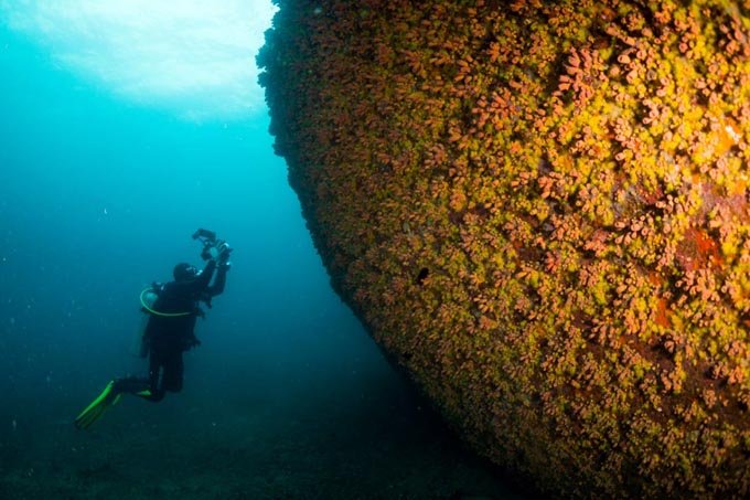 Coral invasor do Brasil tem alta capacidade de regeneração