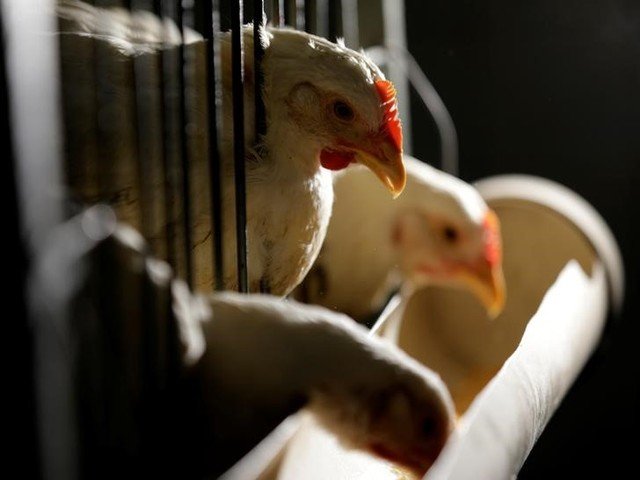 Gripe aviária: Ministério da Agricultura confirma mais dois casos em aves silvestres