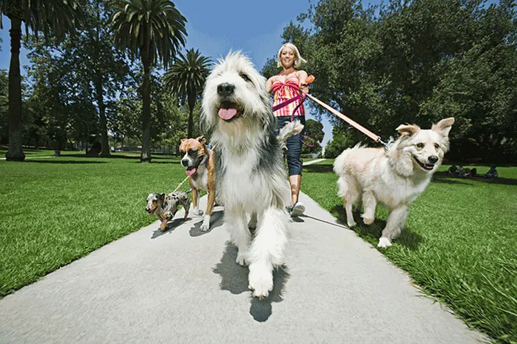 Passeadora de cachorros: DogHero conecta pessoas a passeadores e hospedadores de cães (Brand X Pictures/Getty Images)