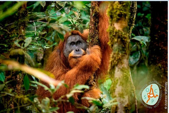 Pongo tapanuliensis: nova espécie de primata já está ameaçada de extinção. (Andrew Walmsley/Divulgação)